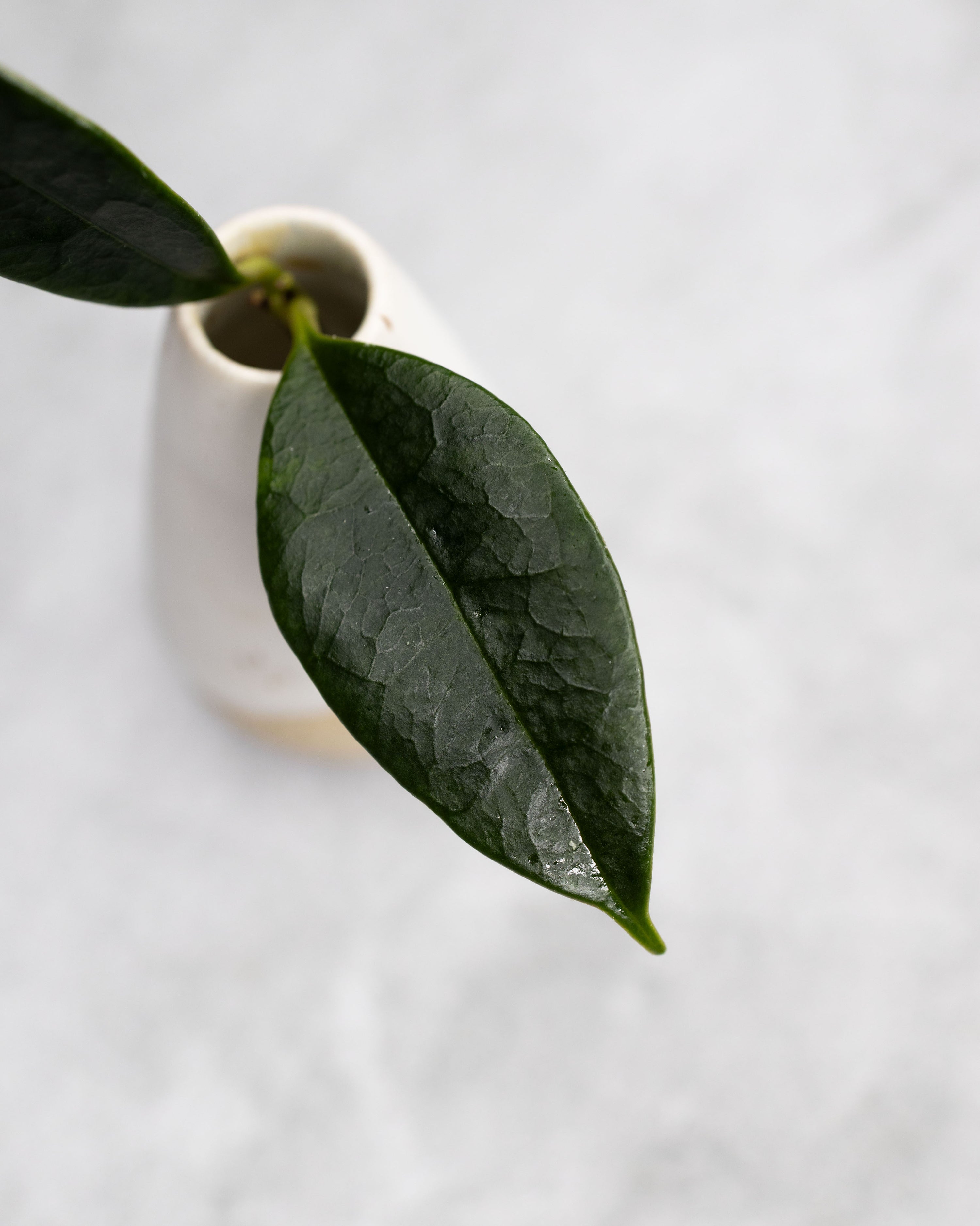 Hoya nyhuusiae