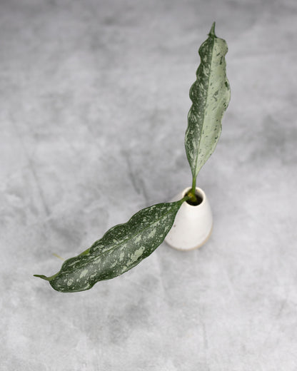 Hoya occultata Silver (Wavy Leaves)