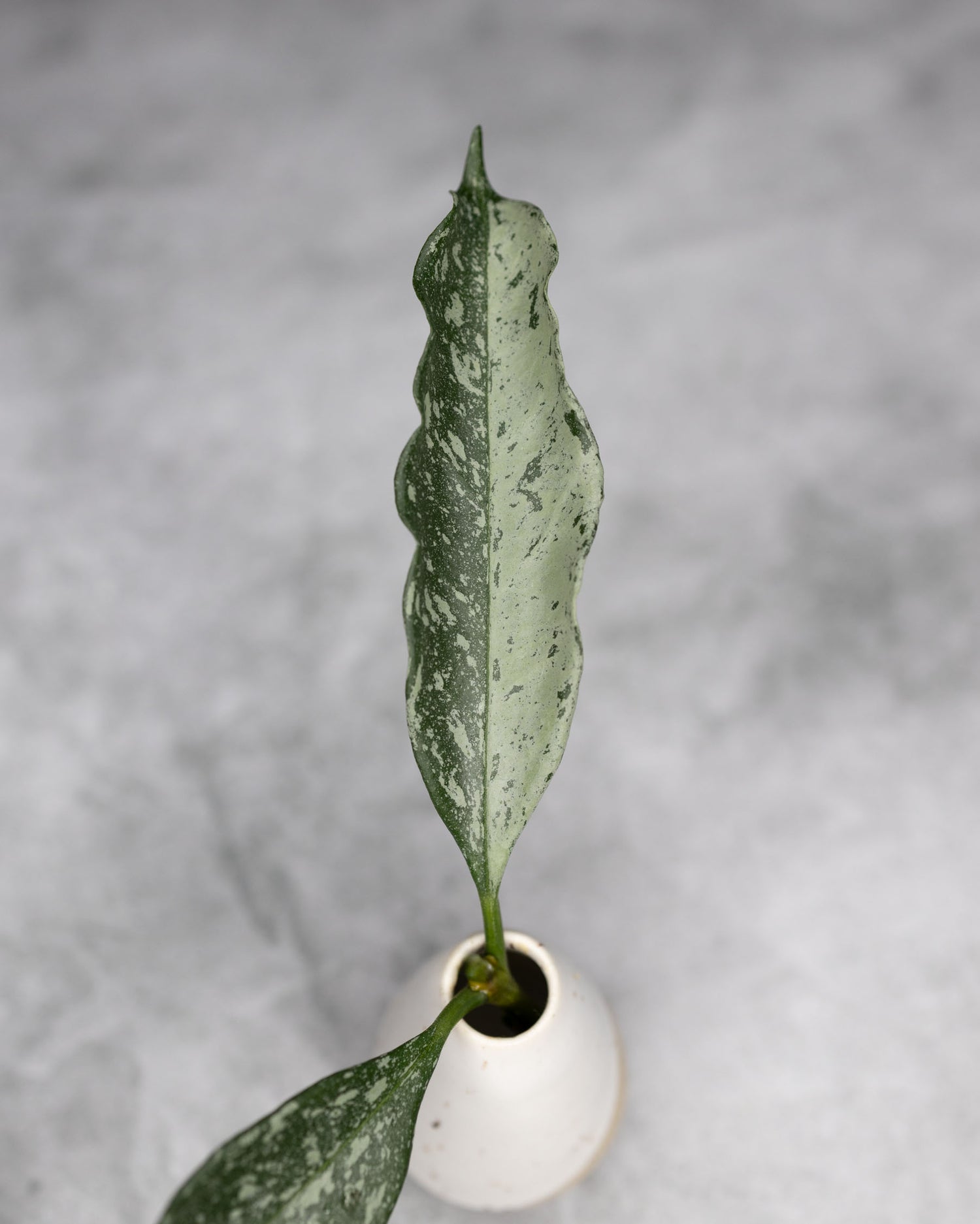 Hoya occultata Silver (Wavy Leaves)