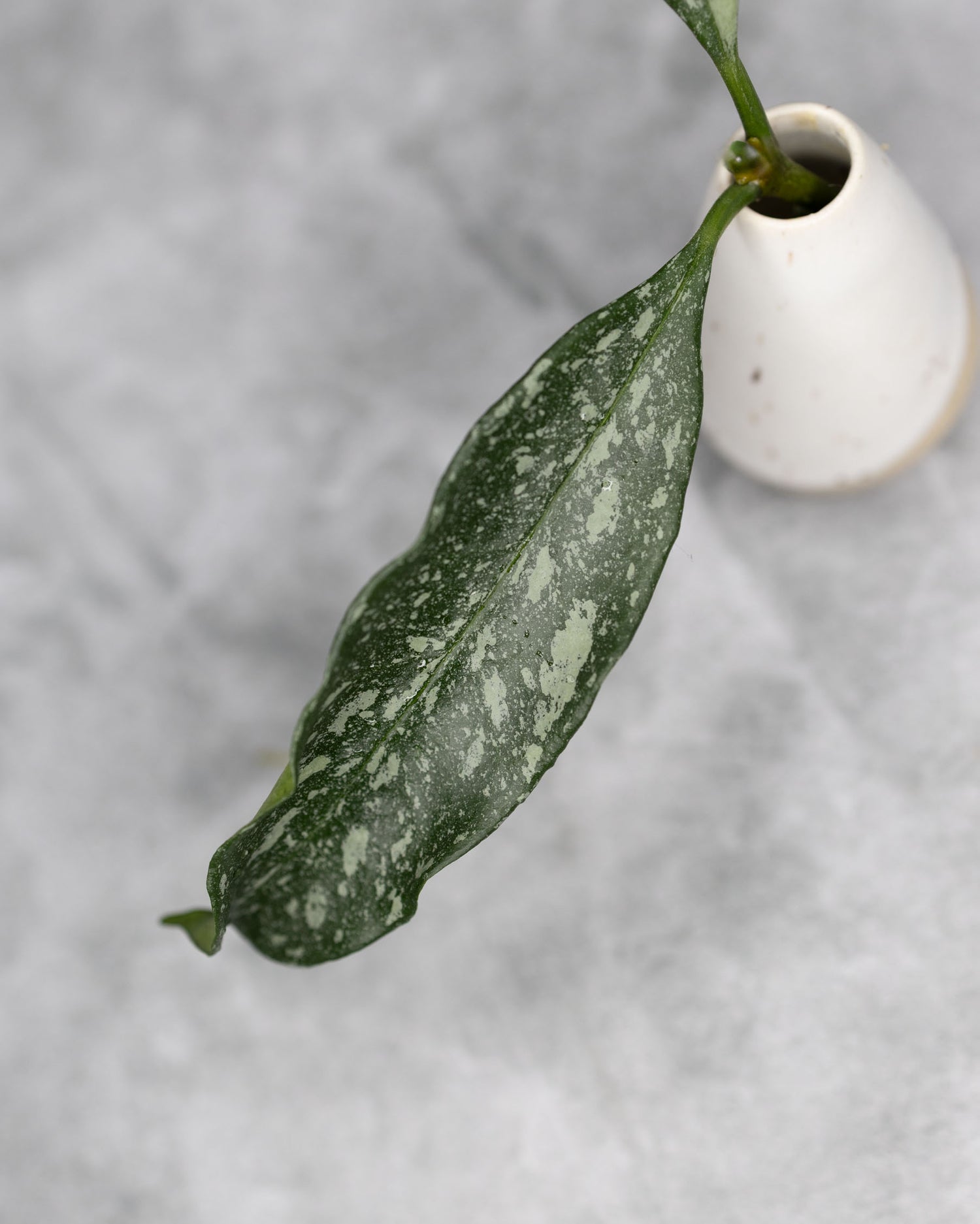 Hoya occultata Silver (Wavy Leaves)