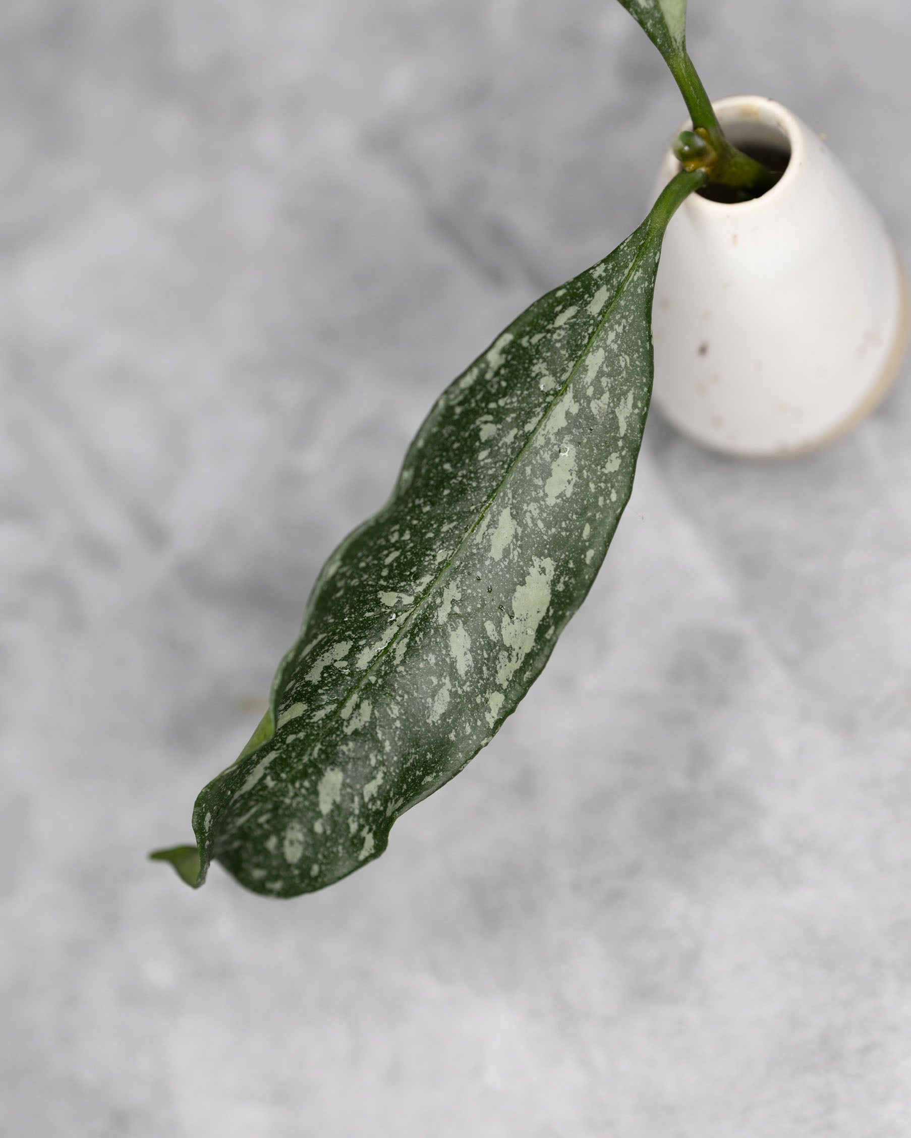 Hoya occultata Silver (Wavy Leaves)