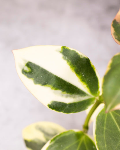 Close-up of a green leaf with white veins on a blurred background