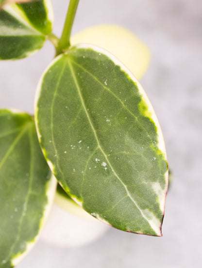 Close-up of a green leaf with a blurred background