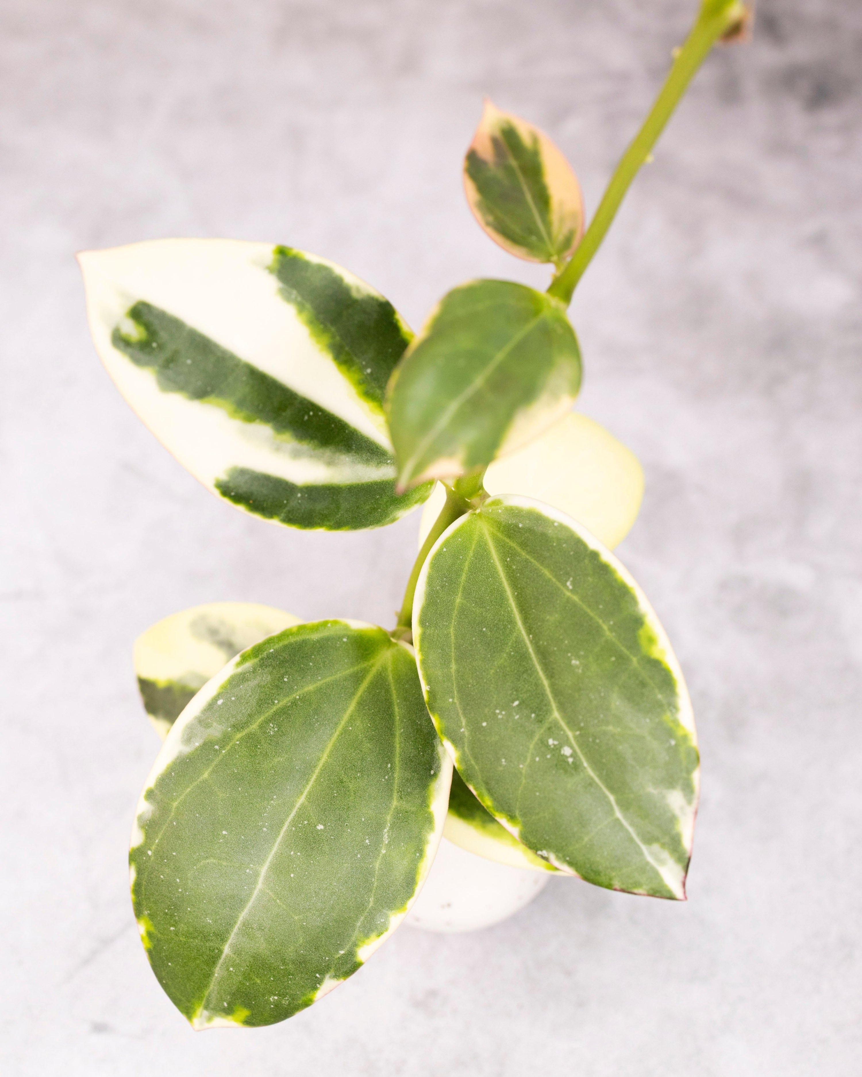 Hoya para (Albomarginata)