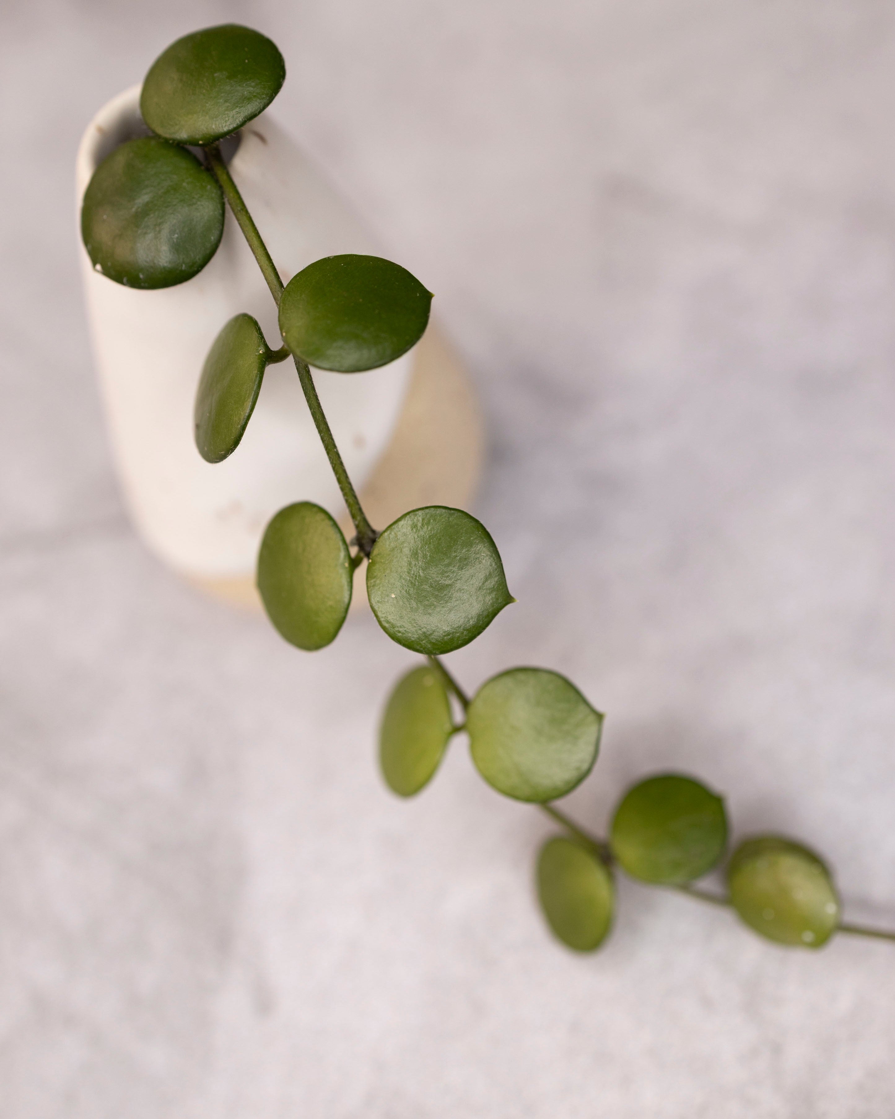 Hoya peltata