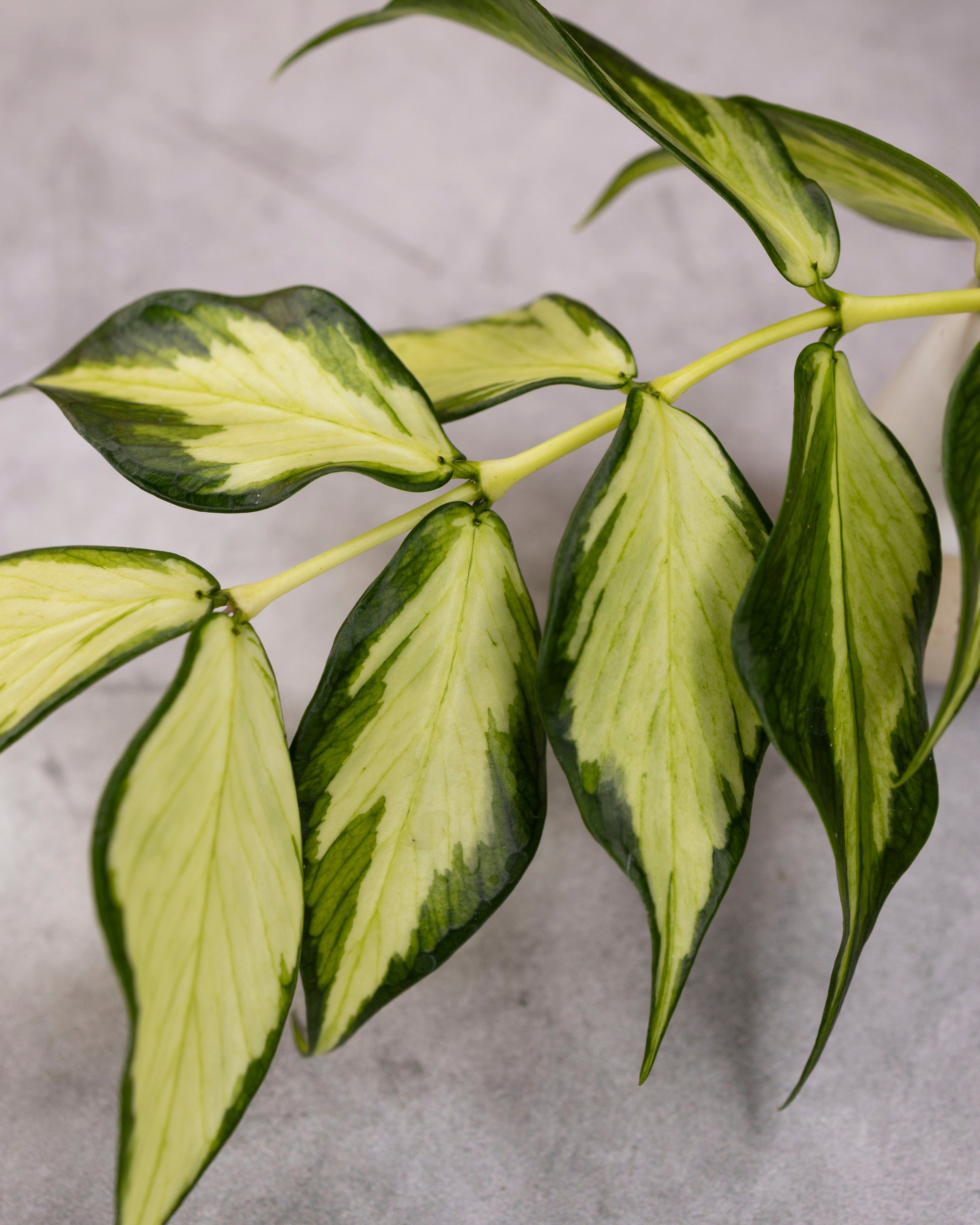 Hoya polyneura (inner variegated) – Hoya Cuttings