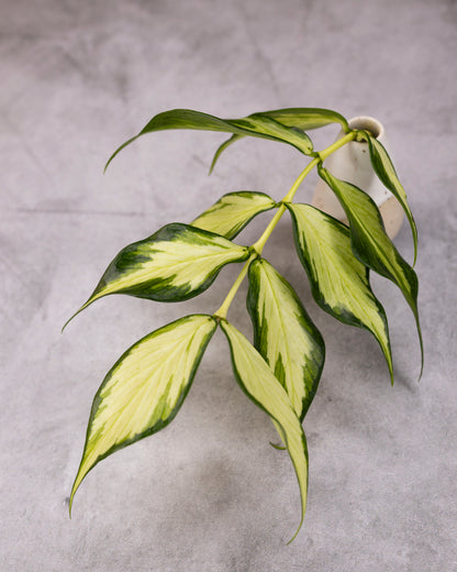 Hoya polyneura (inner variegated)