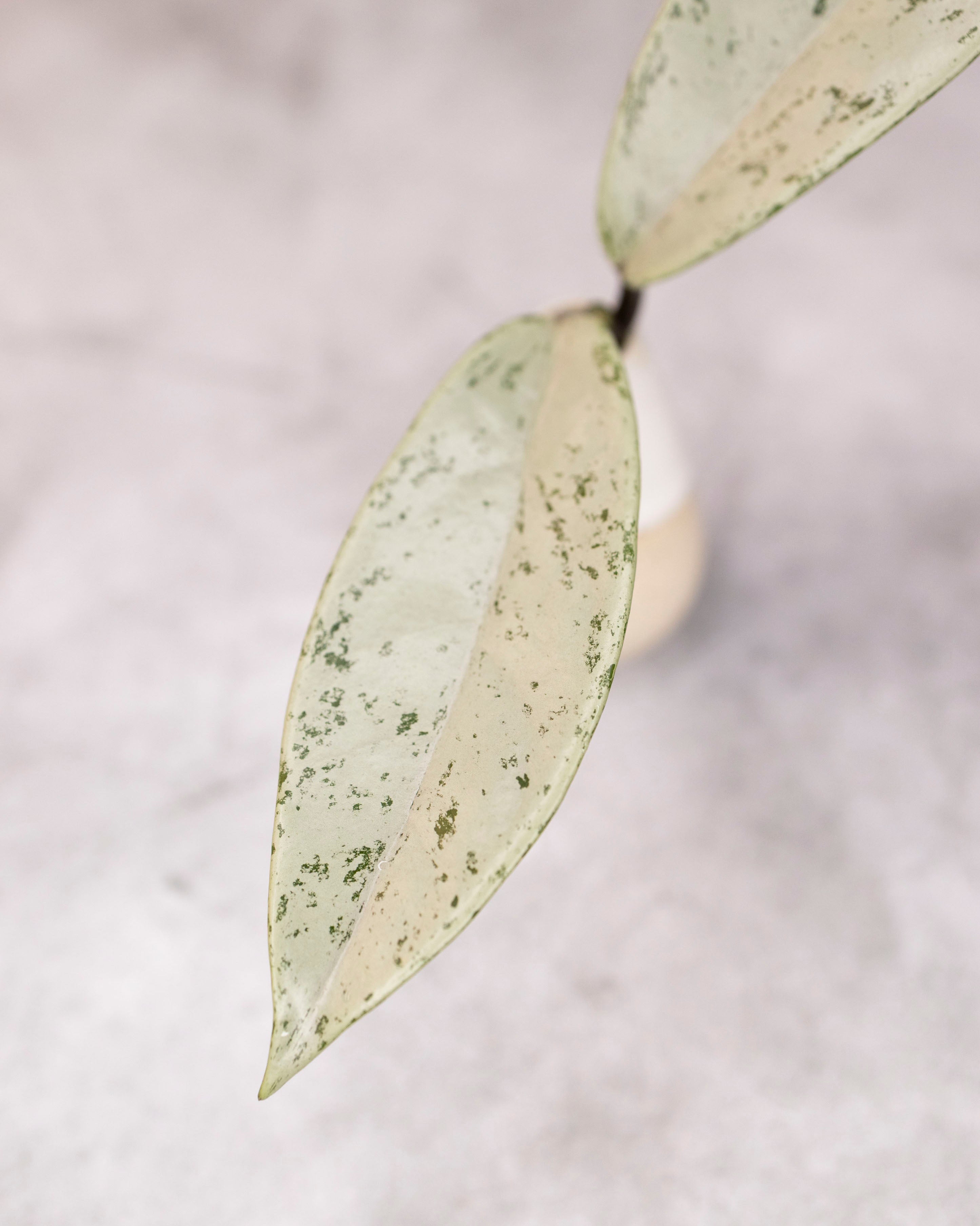 Hoya pubicalyx &