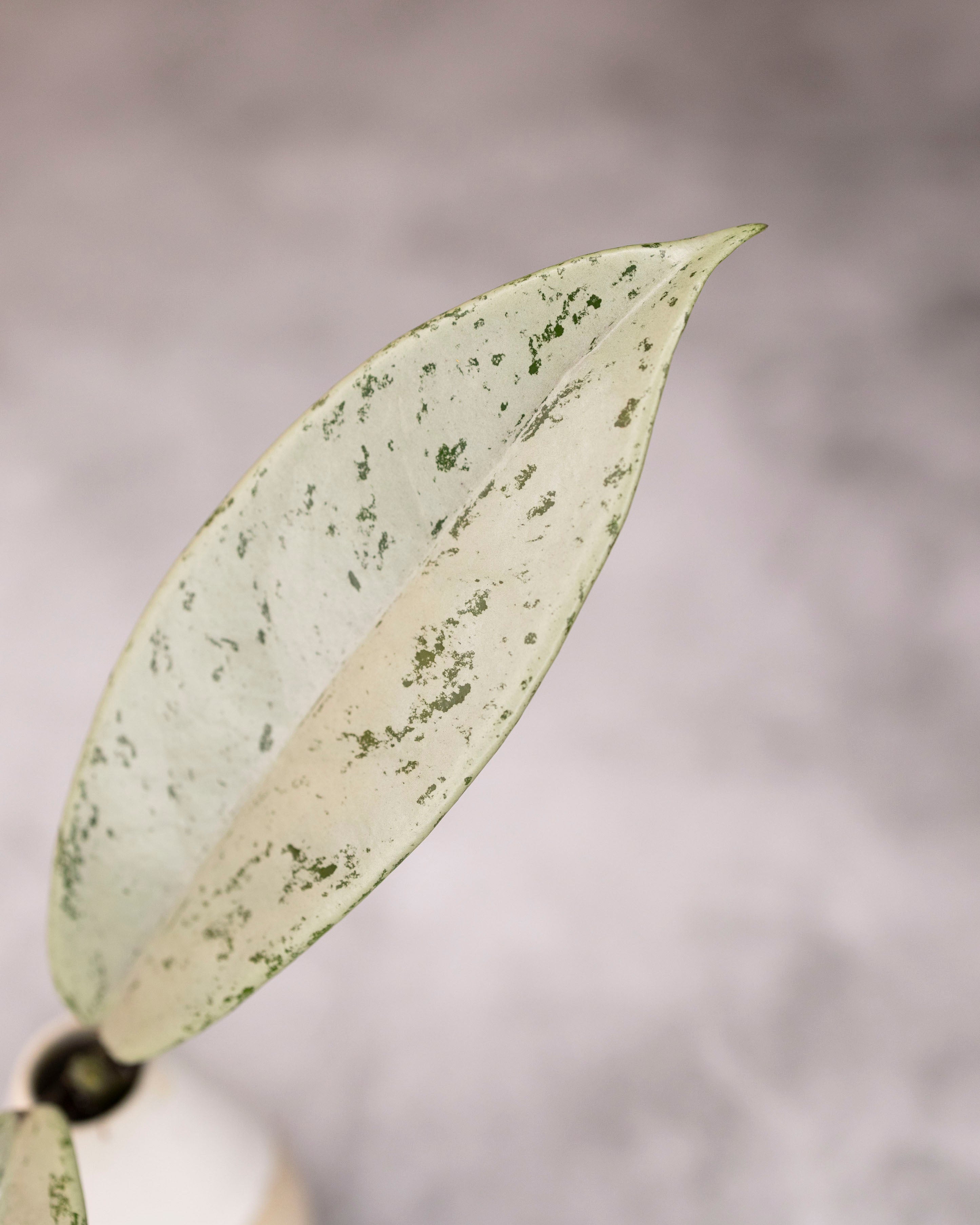 Hoya pubicalyx &