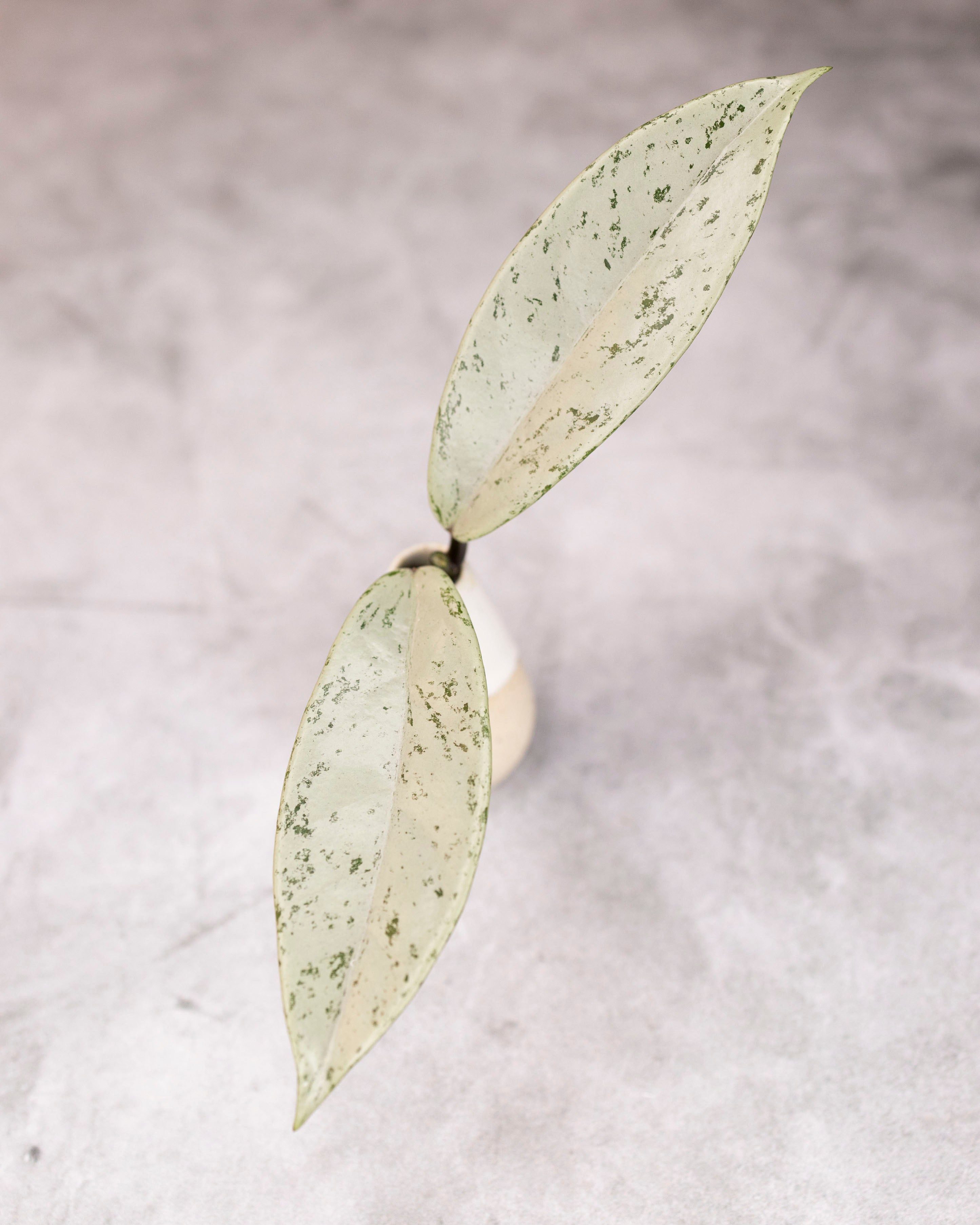 Hoya pubicalyx 'Pink Silver Ghost' – Hoya Cuttings