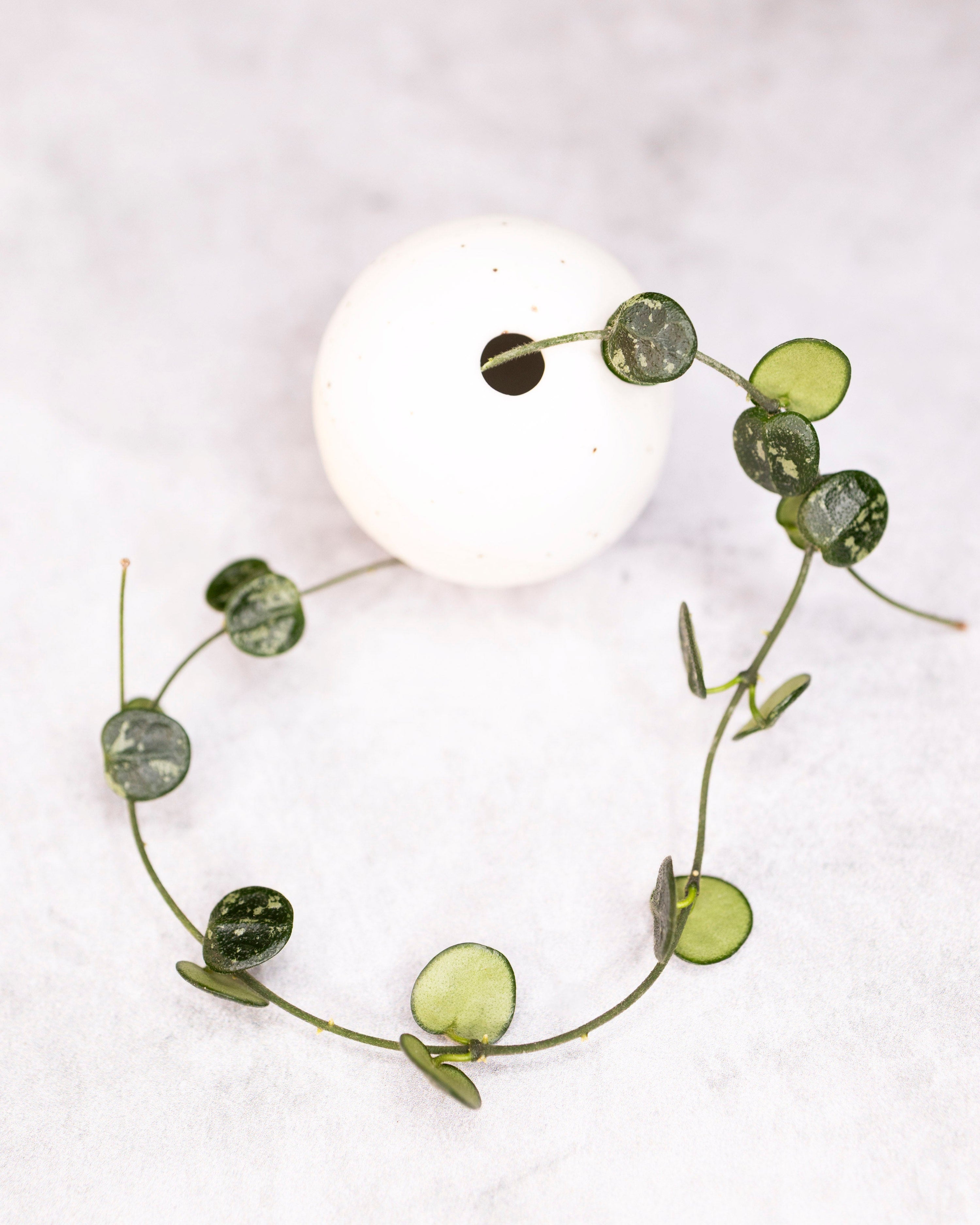 Hoya serpens (Splash)
