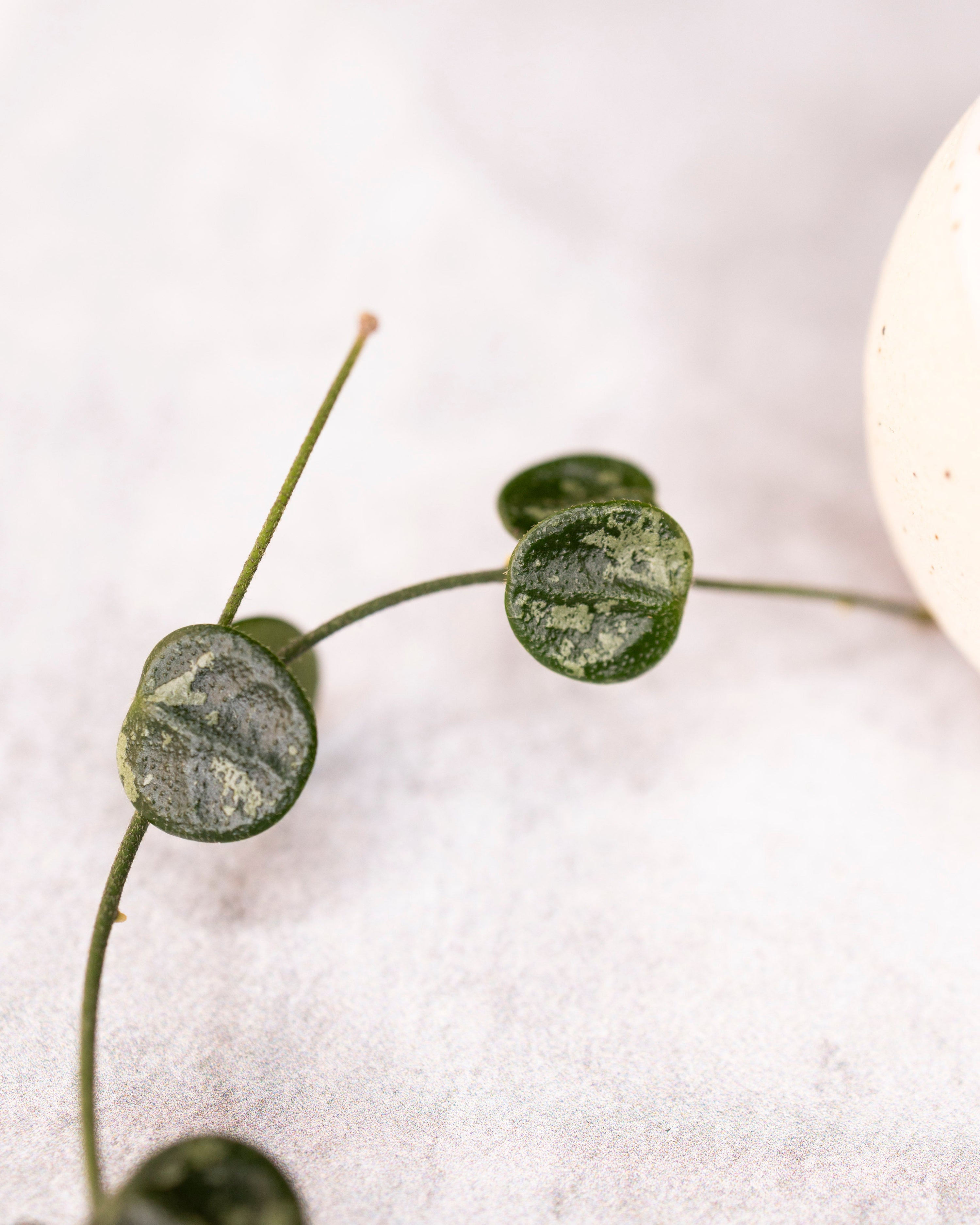 Hoya serpens (Splash)