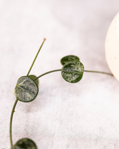 Hoya serpens (splash)