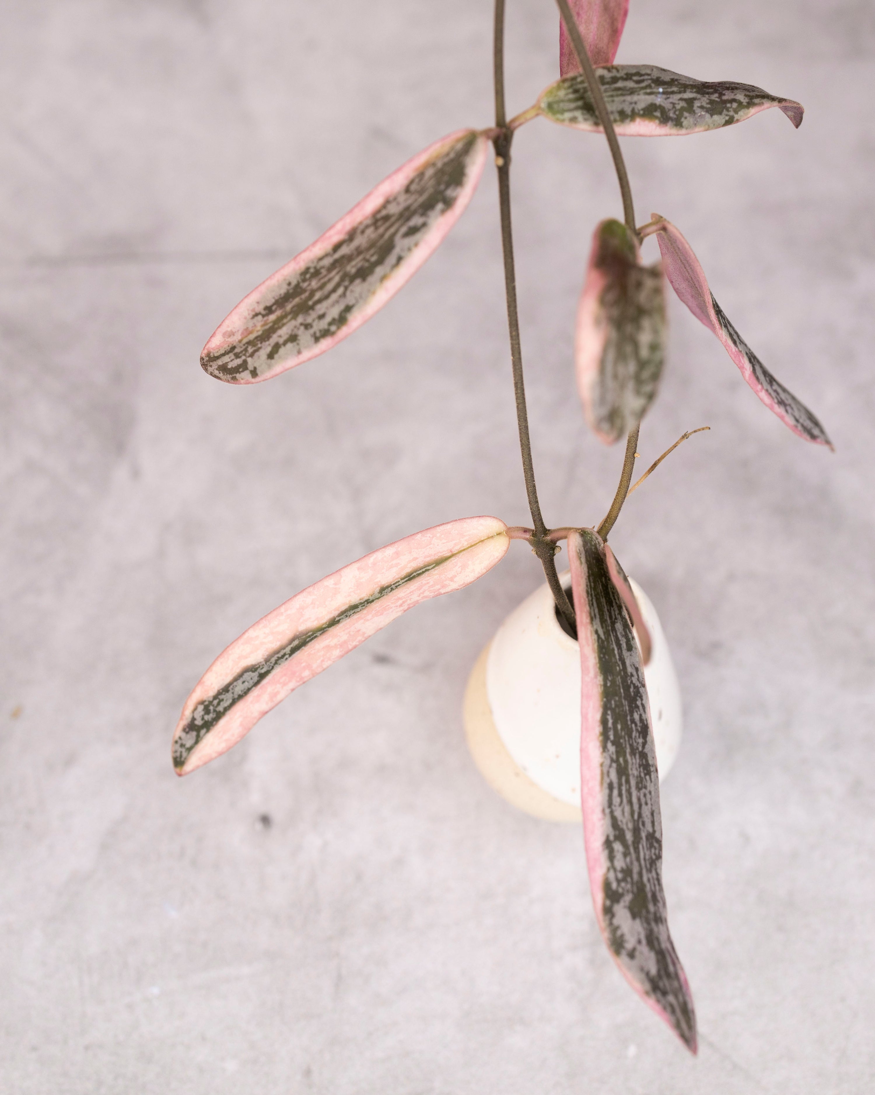 Hoya sigillatis (Albomarginata)