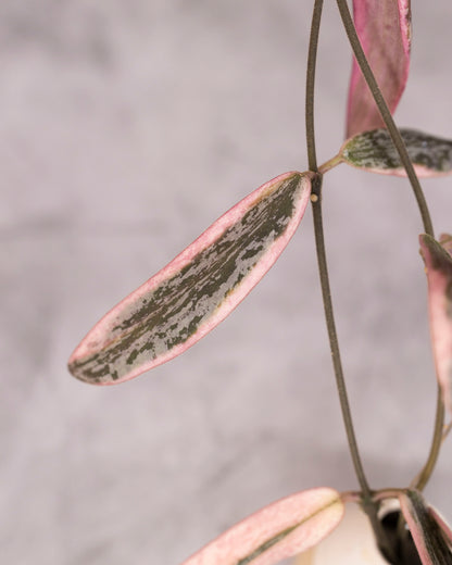Hoya sigillatis (Albomarginata)