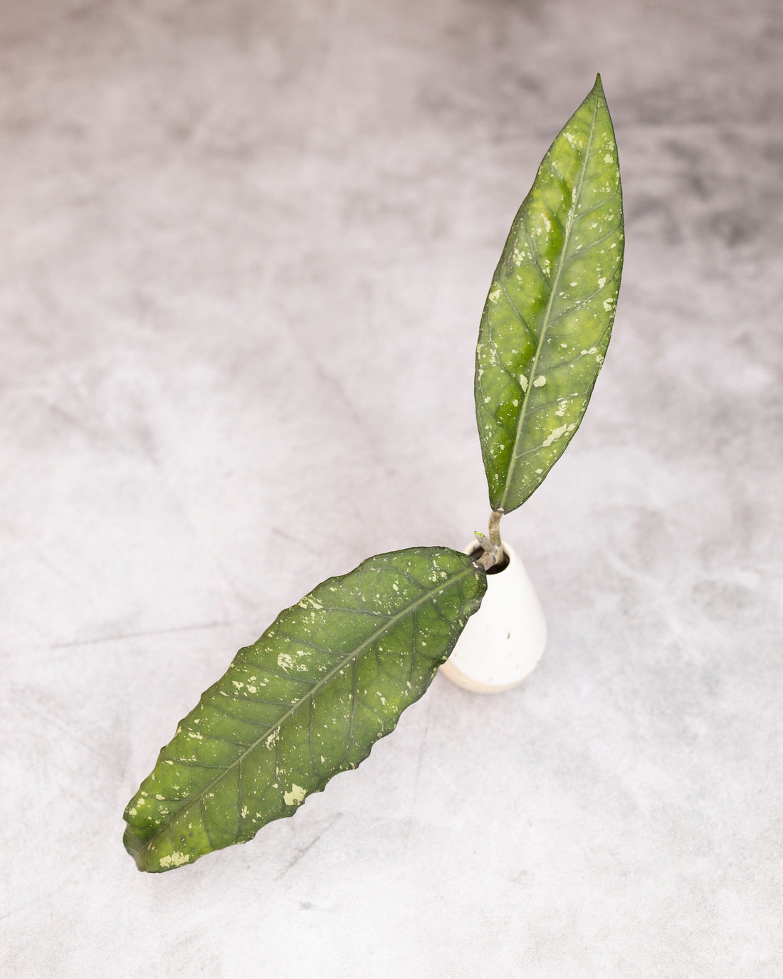Small potted plant with three green leaves on a light gray background