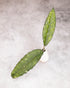 Small potted plant with three green leaves on a light gray background