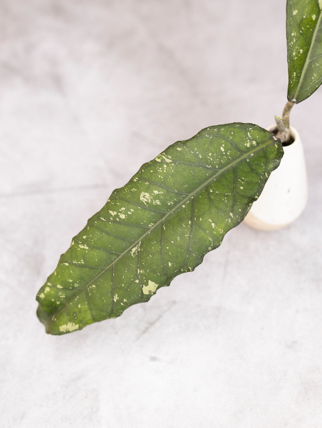 Close-up of a green leaf with white spots on a light gray background