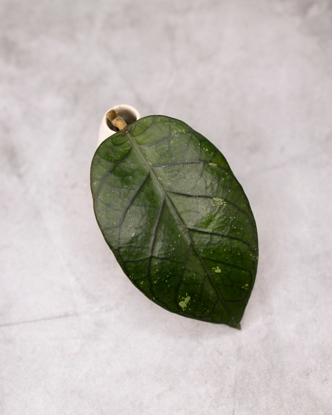 Hoya sp. Aceh &