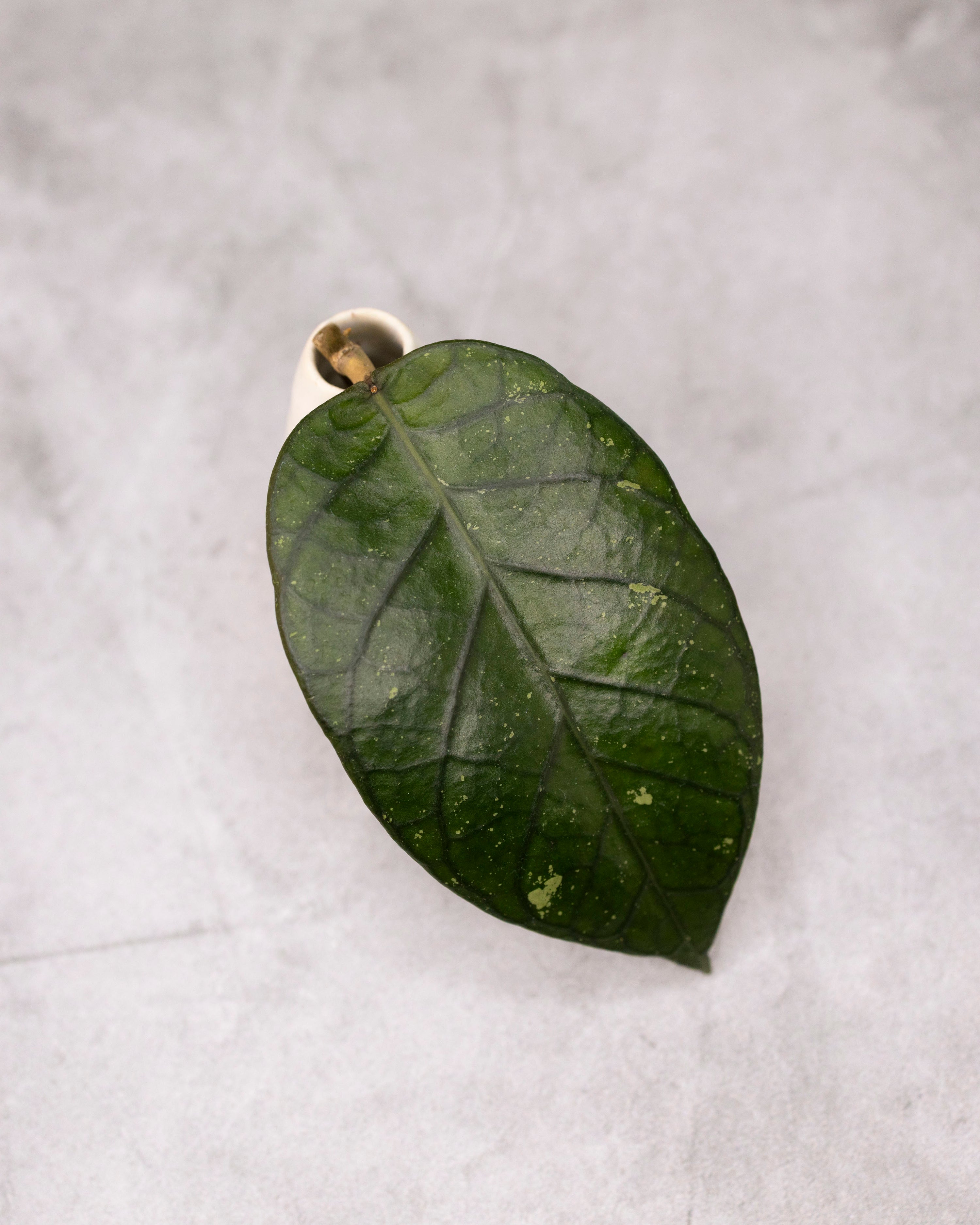 Hoya sp. Aceh &