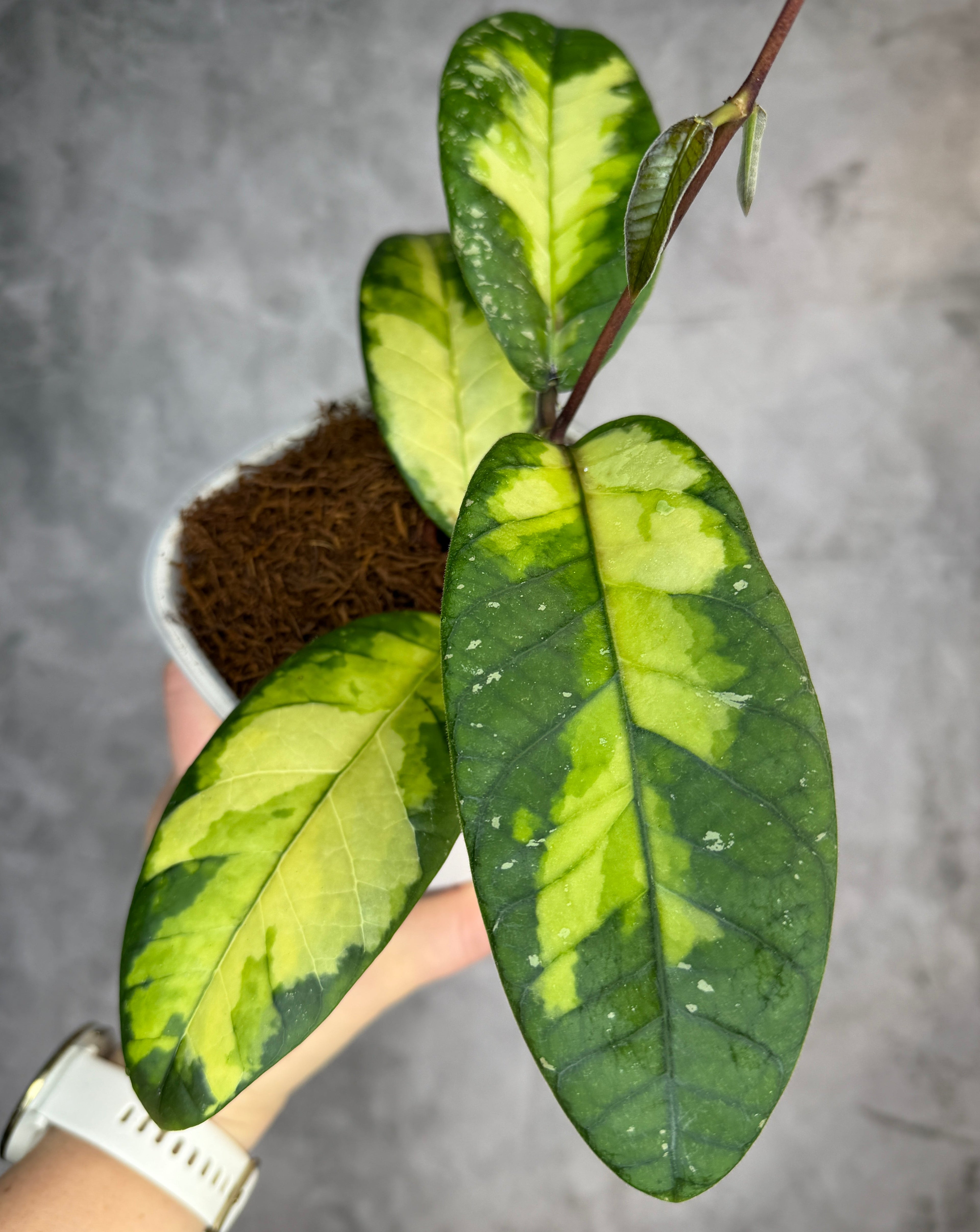 Held potted plant with green and yellow leaves against a gray background
