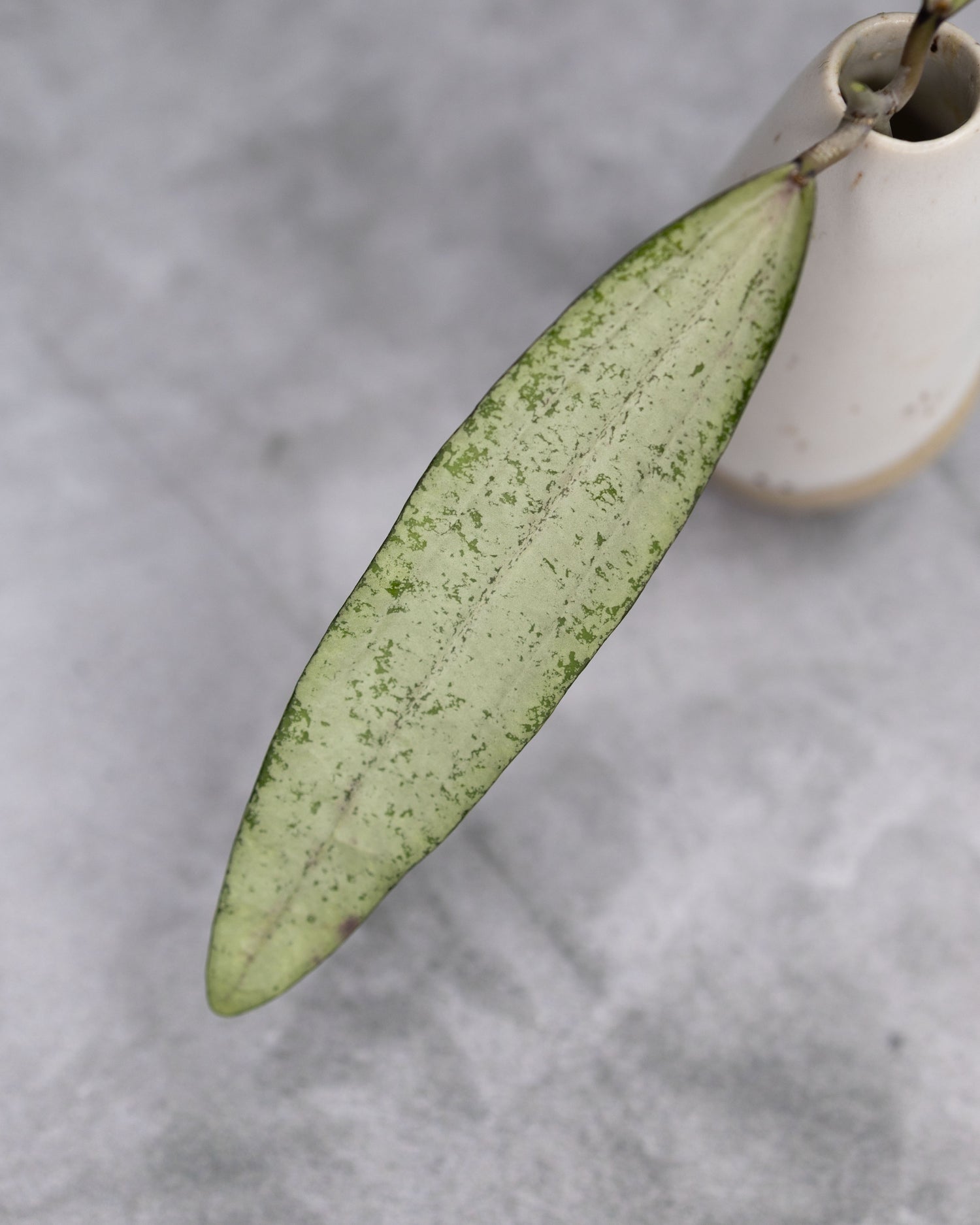 Hoya sp. Bengkulu (Rindu Rafflesia, Silver)