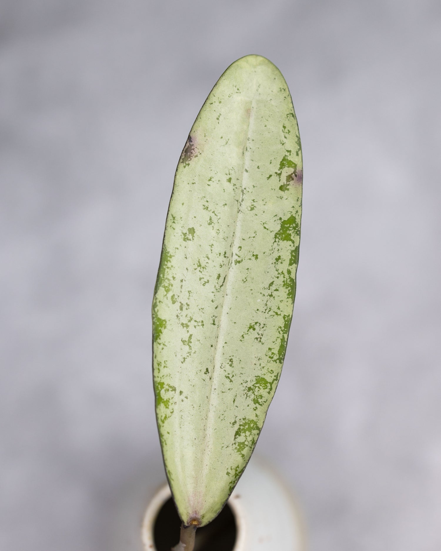 Hoya sp. Bengkulu (Rindu Rafflesia, Silver)