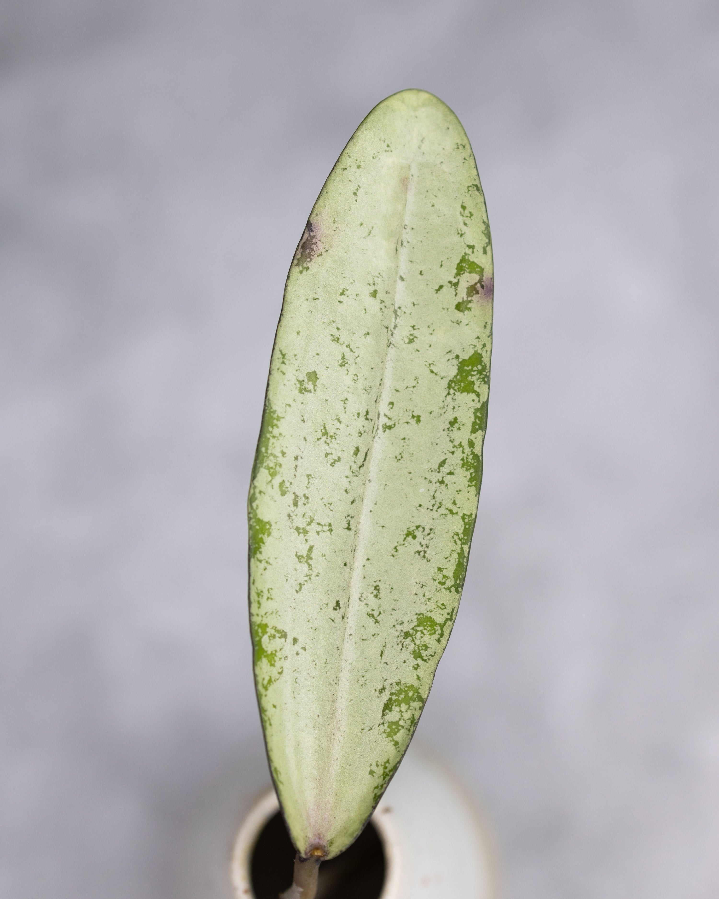 Hoya sp. Bengkulu (Rindu Rafflesia, Silver)