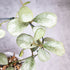 Hoya sp Chiang Dao Silver, close-up of a plant with light green leaves on a blurred background