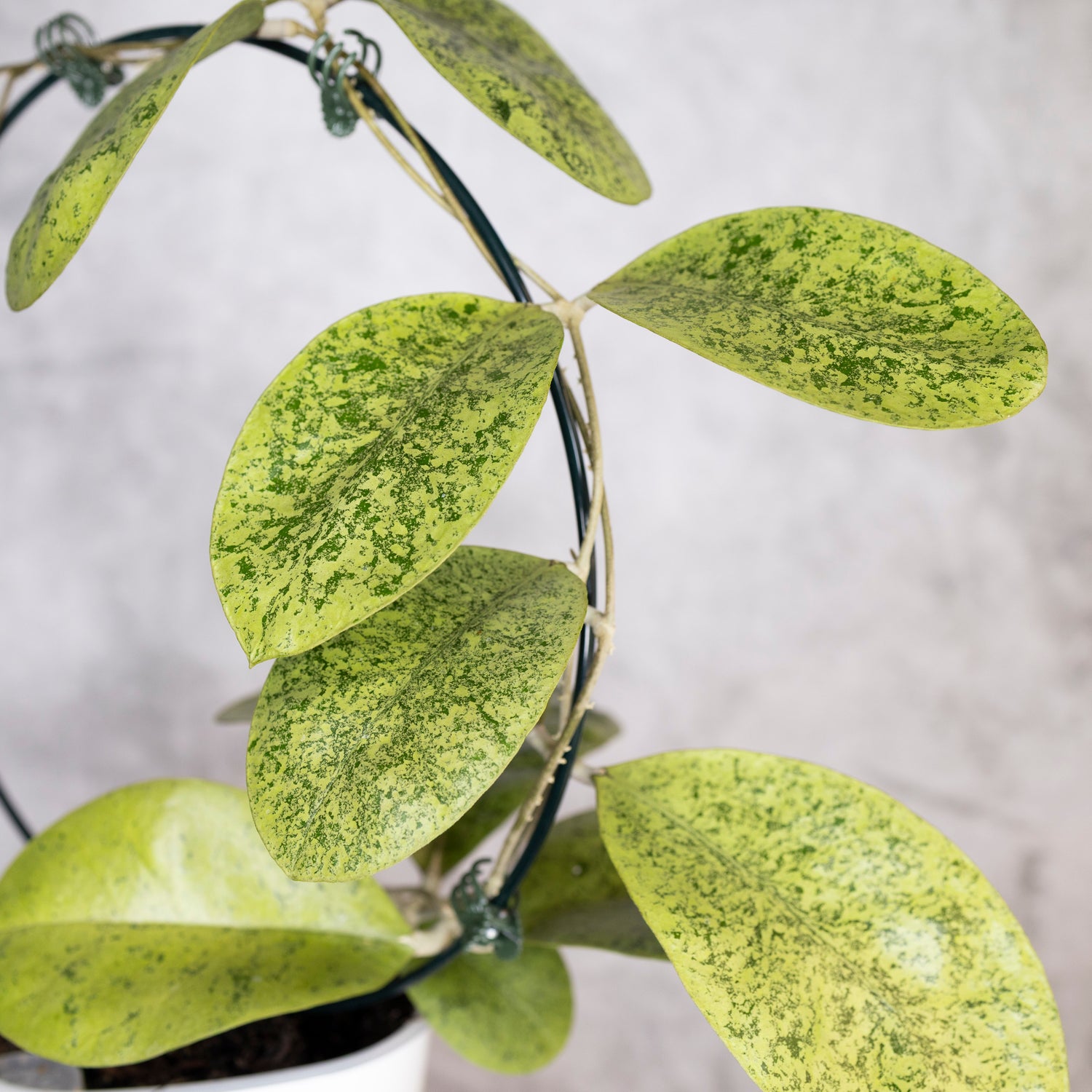 Hoya sp Kapuas Hulu, Close-up of a plant with green leaves on a blurred background