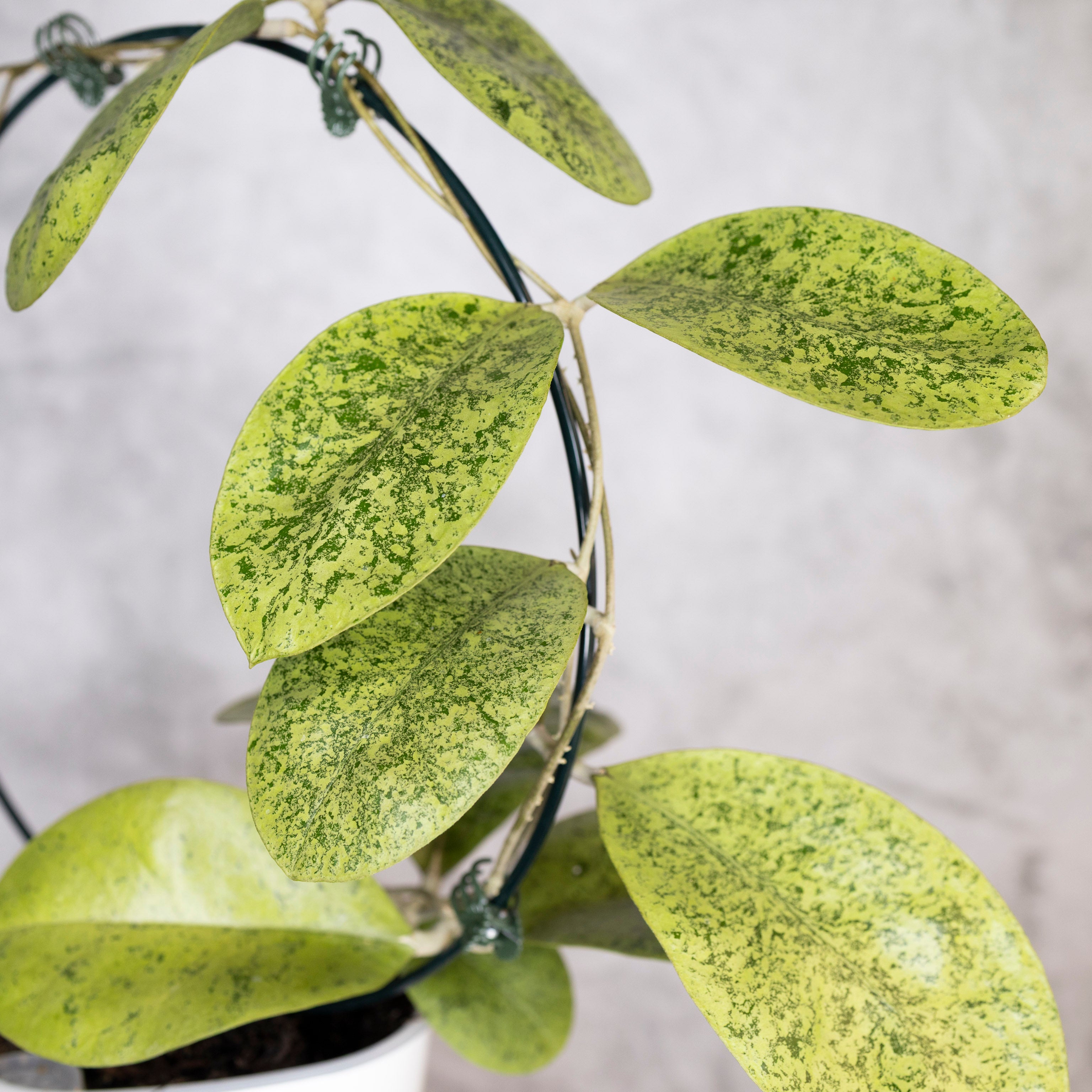 Hoya sp Kapuas Hulu, Close-up of a plant with green leaves on a blurred background