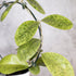 Hoya sp Kapuas Hulu, Close-up of a plant with green leaves on a blurred background