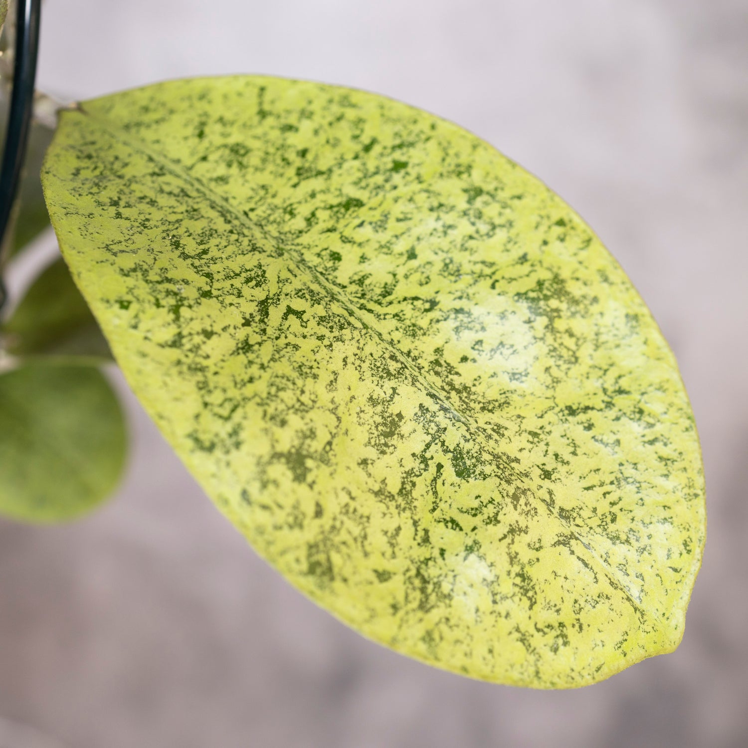 Hoya sp Kapuas Hulu, close-up of a green leaf with a blurred background