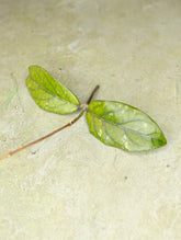 Hoya sp Takengon