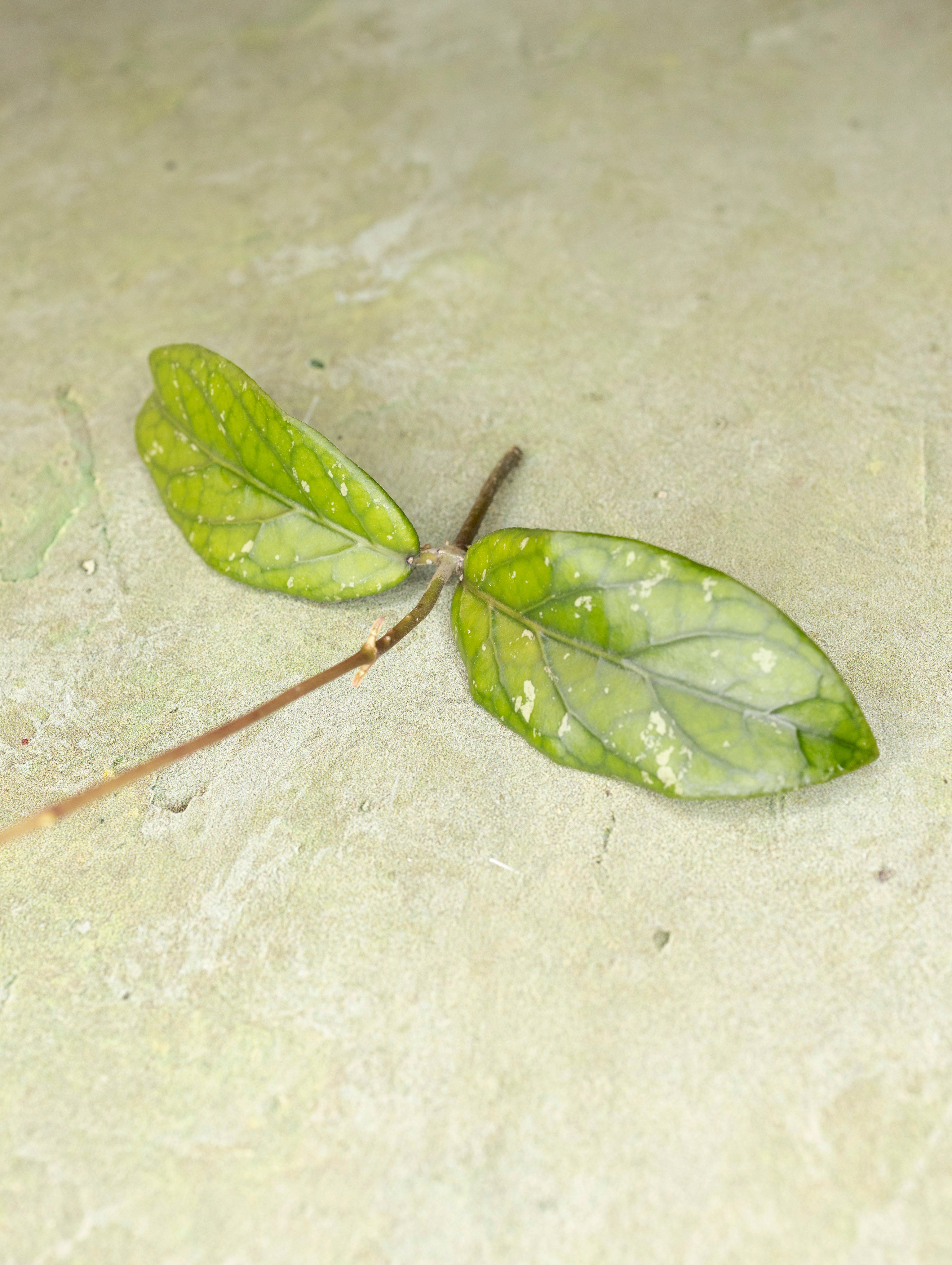 Hoya sp Takengon
