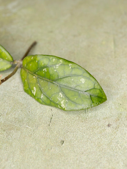 Hoya sp Takengon