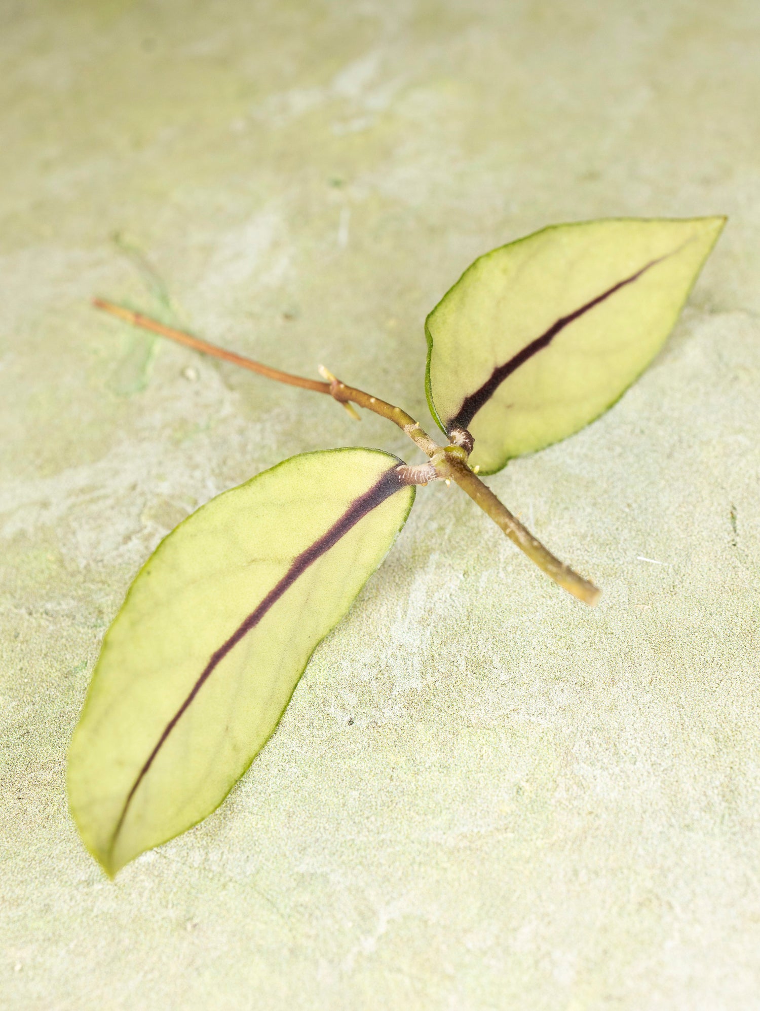 Hoya sp Takengon