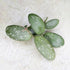 Hoya sp VL9