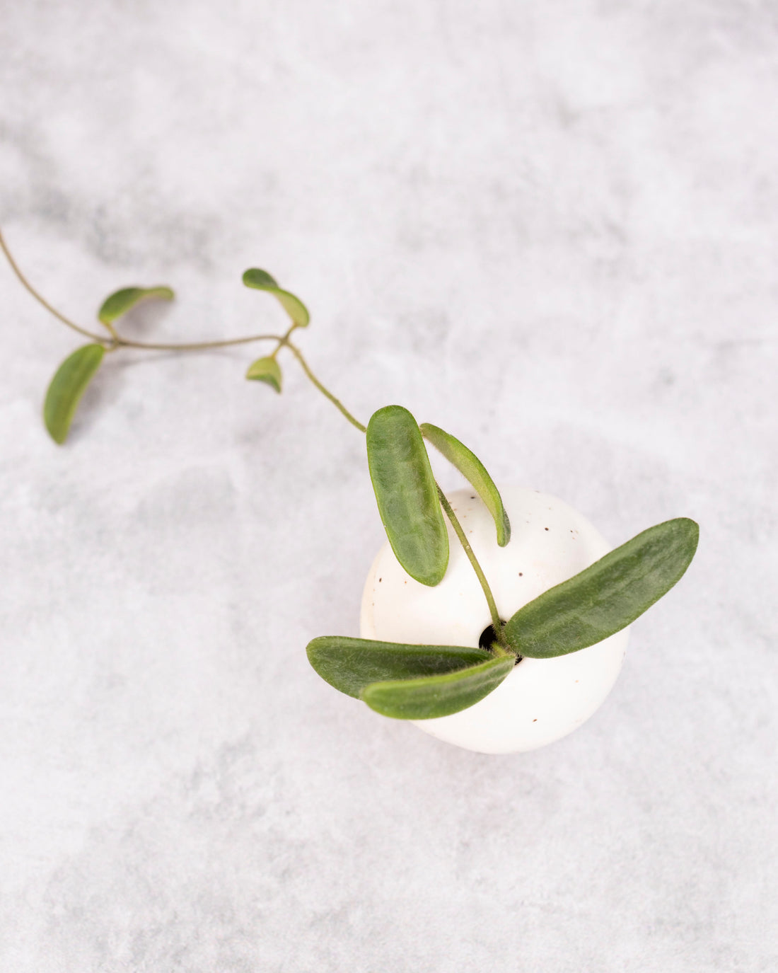 Hoya spectatissima
