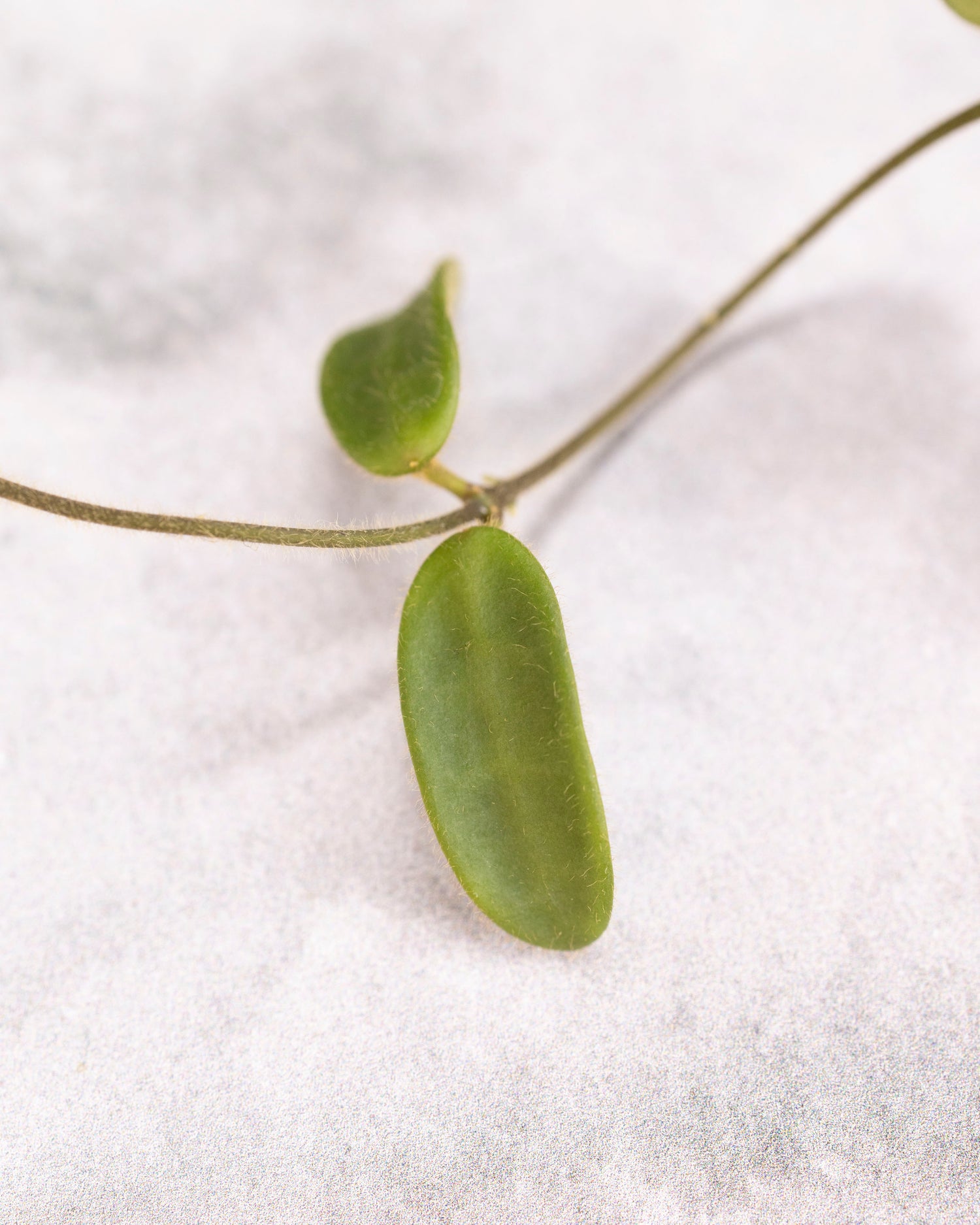Hoya spectatissima