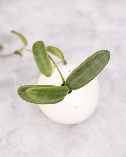 Hoya spectatissima