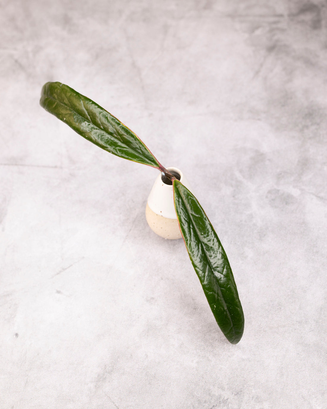 Hoya sulawesiana (Outer Variegated)