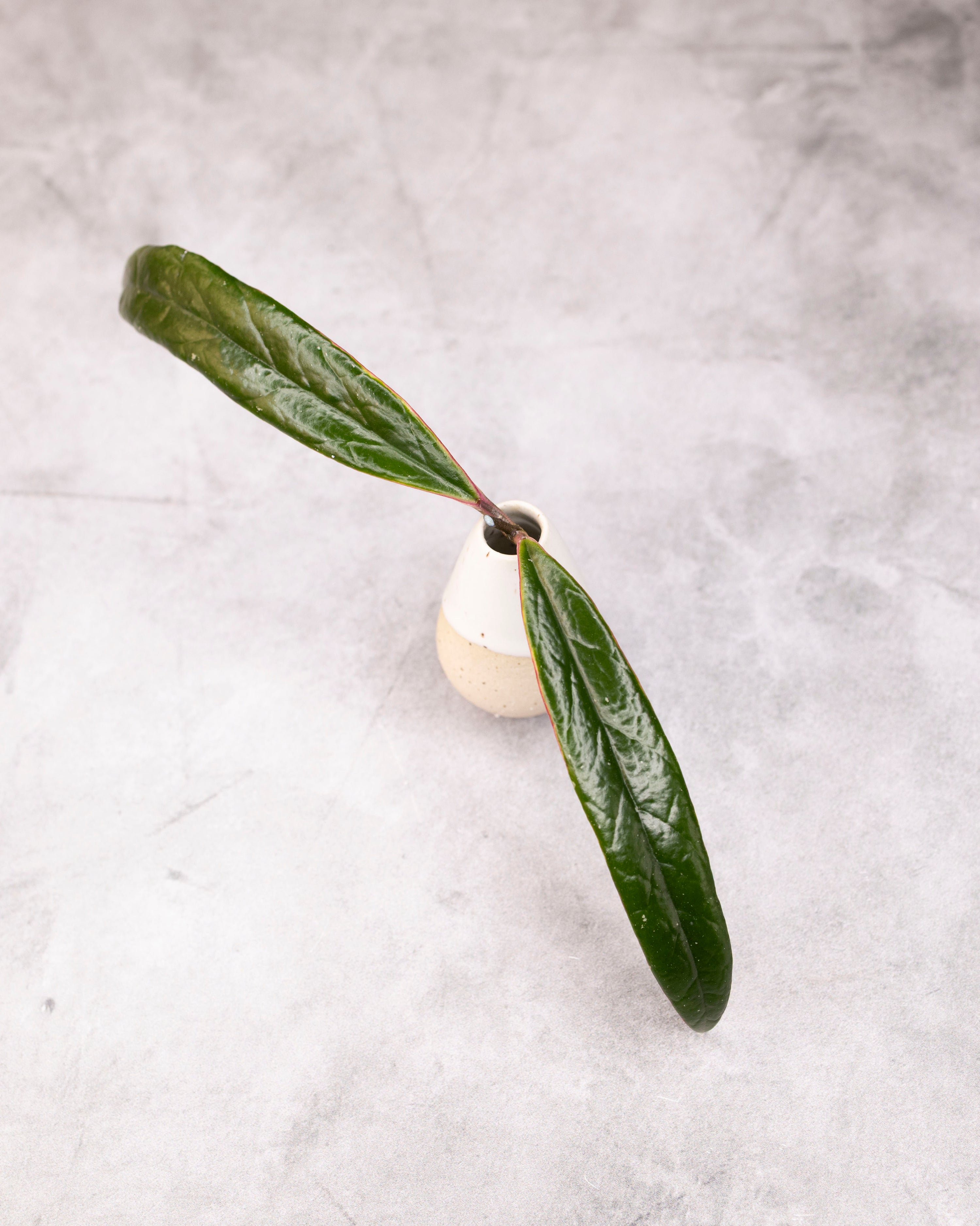 Hoya sulawesiana (Outer Variegated)