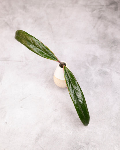 Hoya sulawesiana (Outer Variegated)