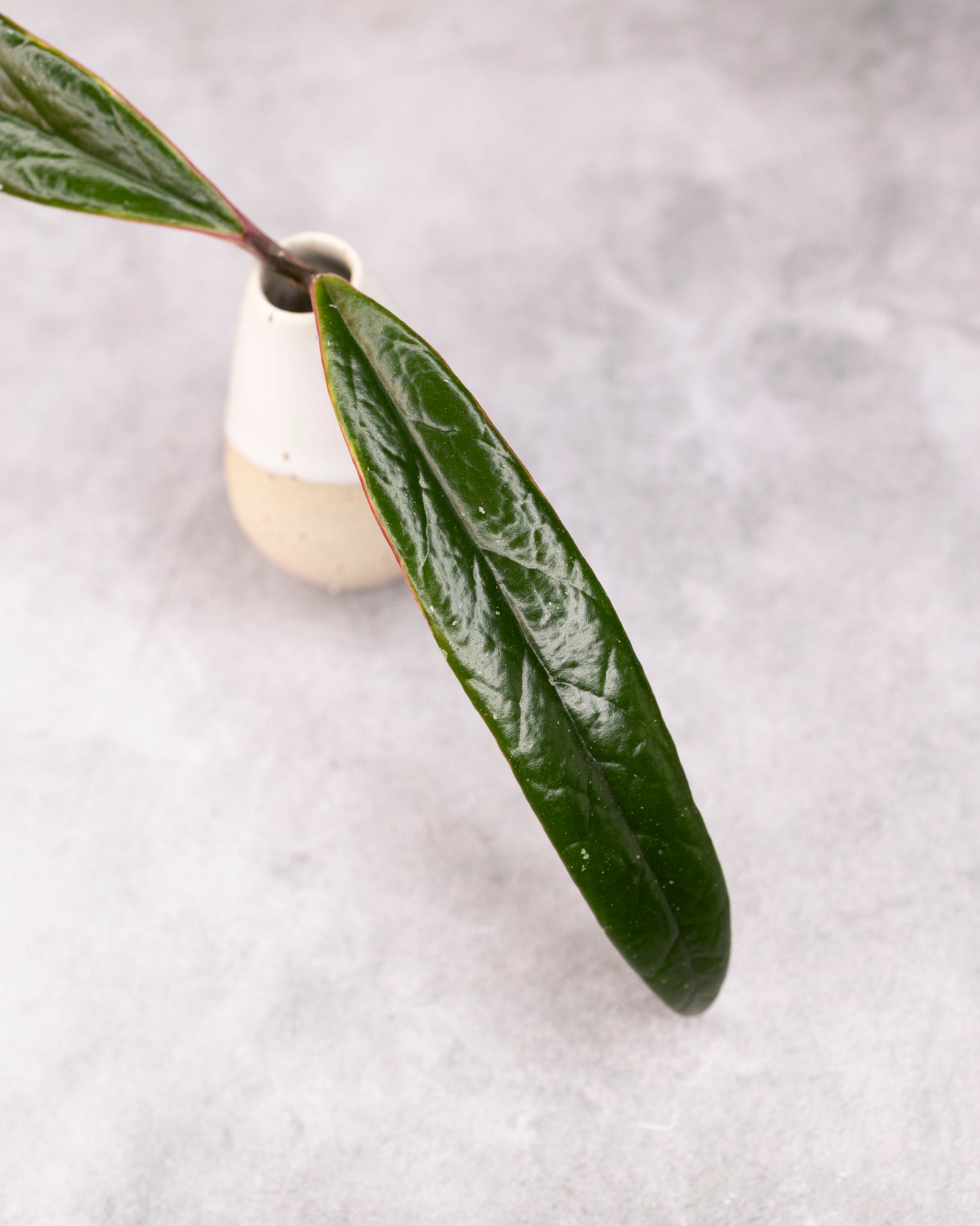 Hoya sulawesiana (Outer Variegated)