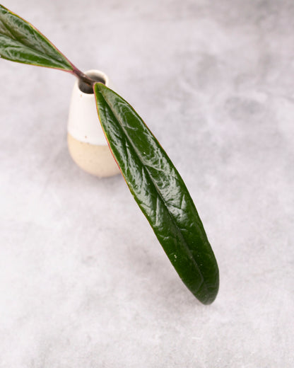 Hoya sulawesiana (Outer Variegated)