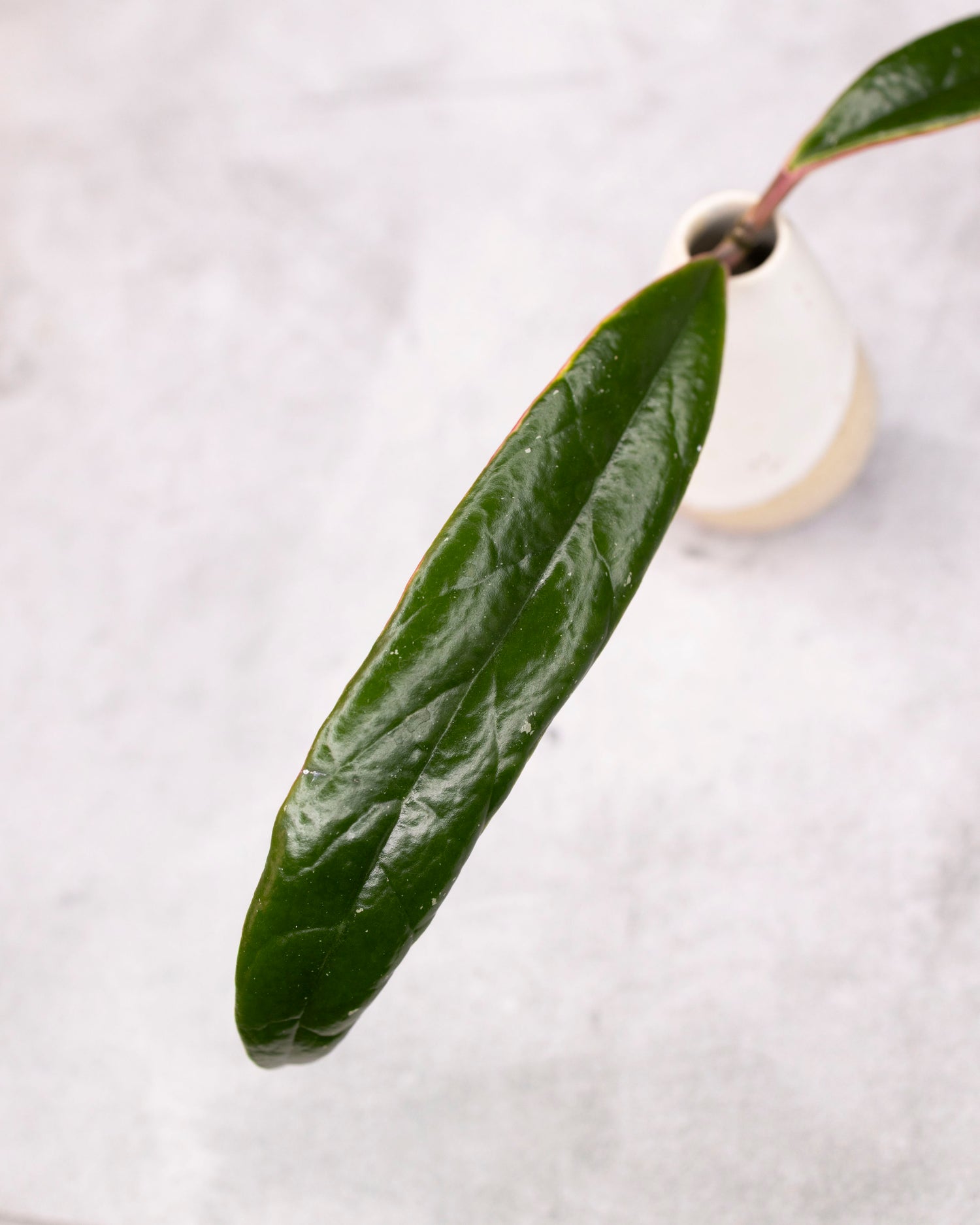 Hoya sulawesiana (Outer Variegated)