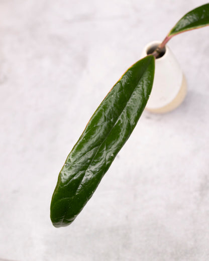 Hoya sulawesiana (Outer Variegated)