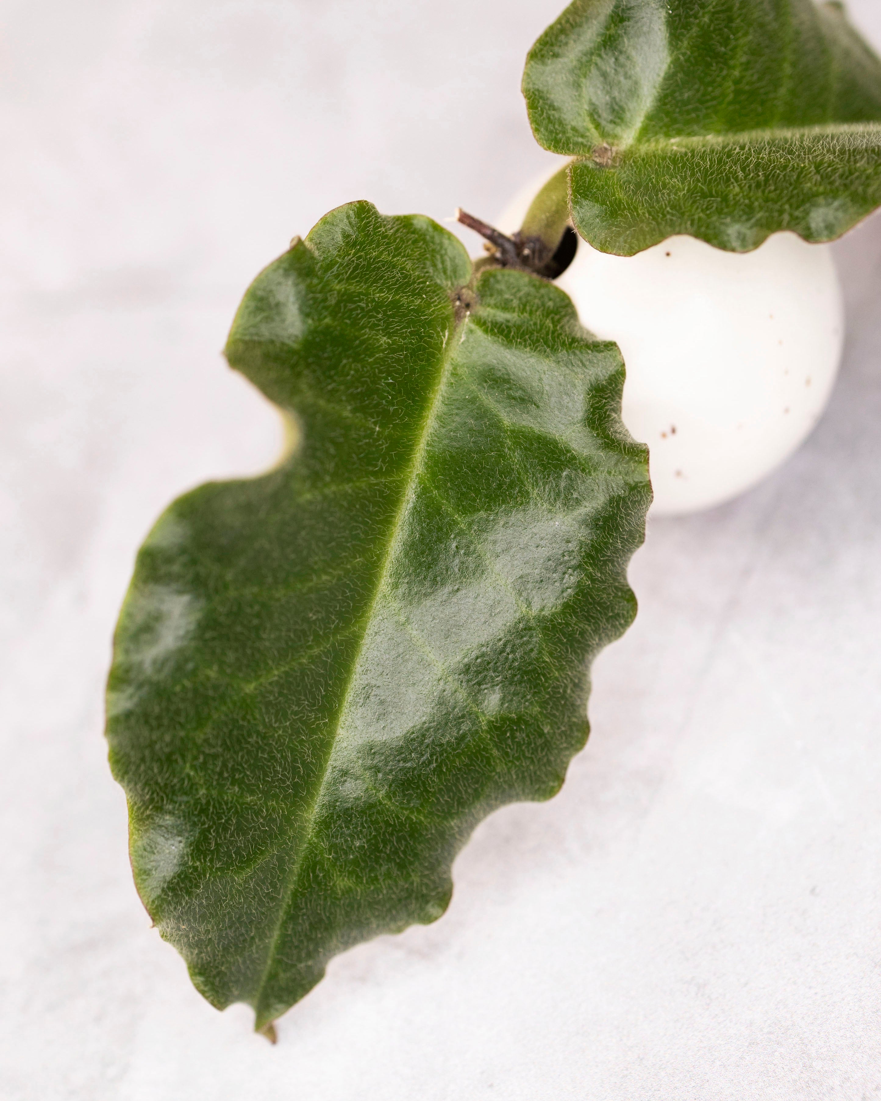 Hoya versteegii