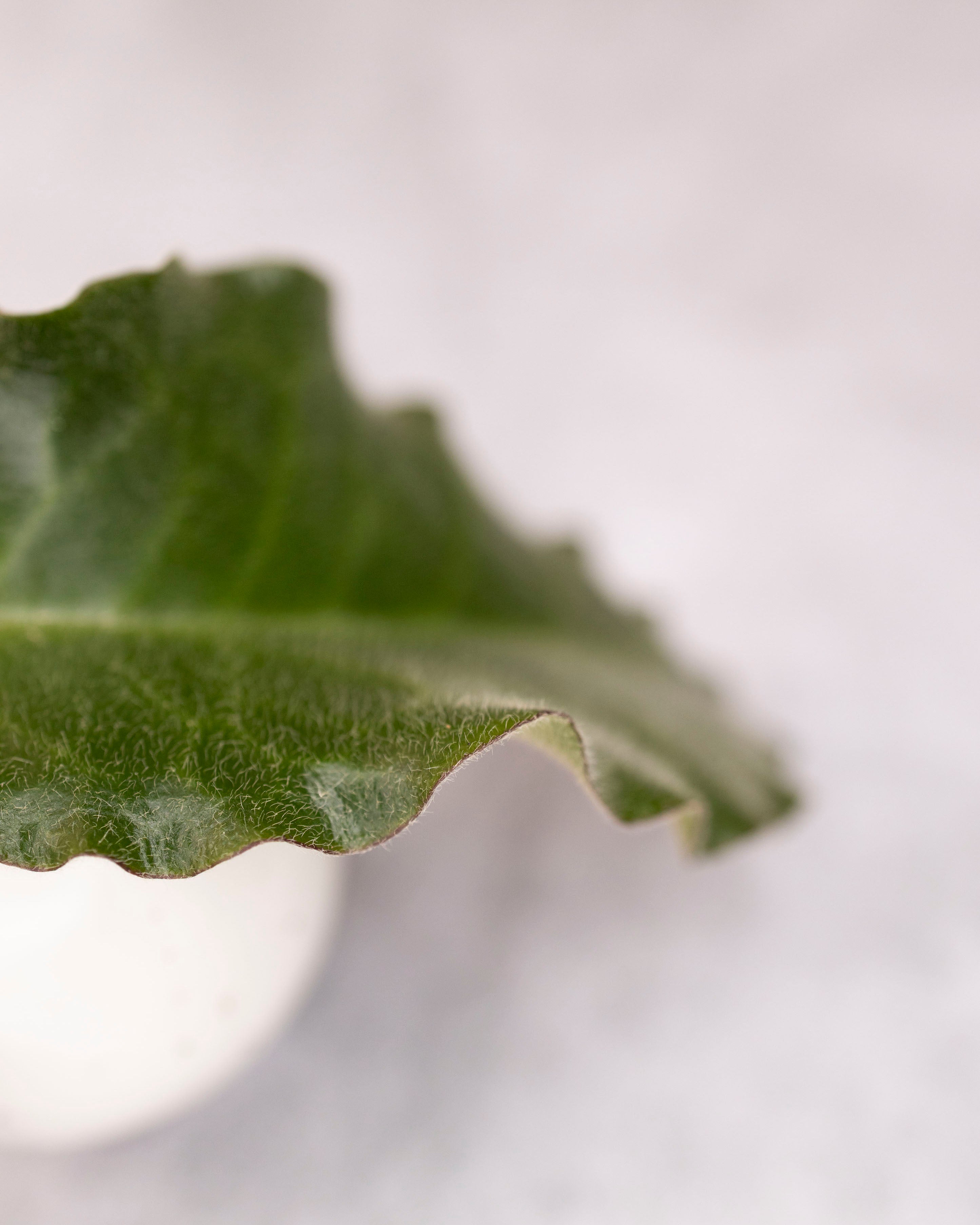 Hoya versteegii